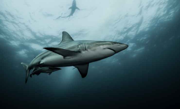I comportamenti da avere e da evitare con l'avvistamento di uno squalo