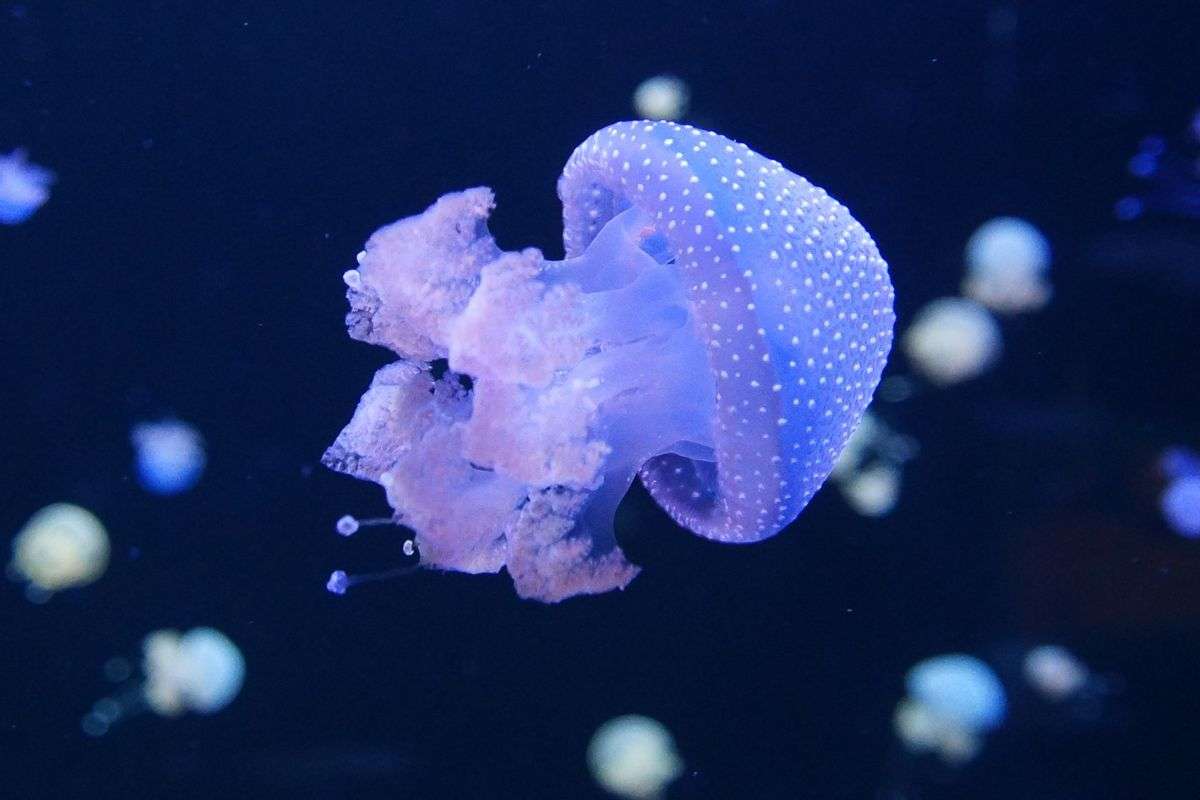 Puntura di medusa: cosa da non fare