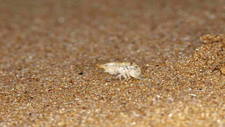 Le persone in spiaggia potrebbero essere attaccate dalle pulci di mare