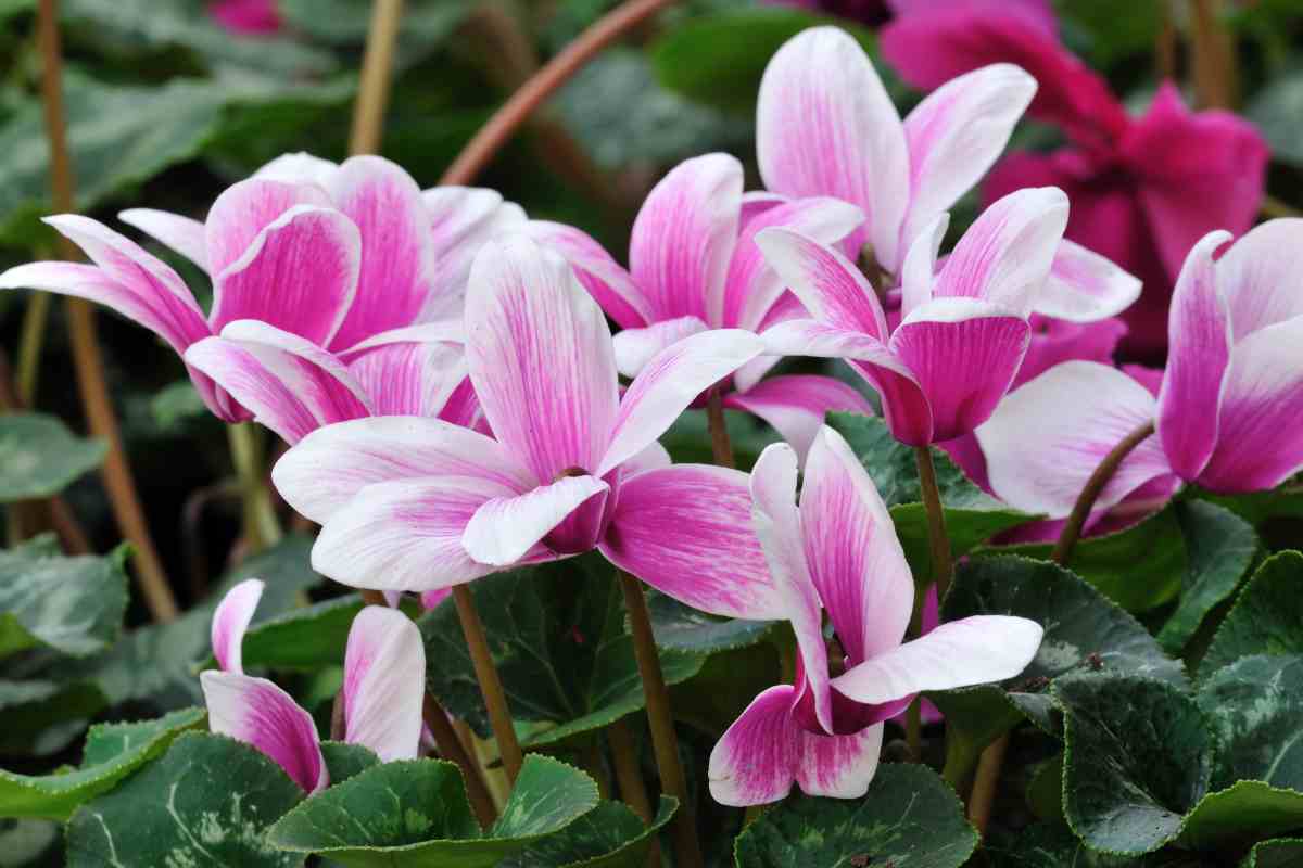 piante invernali che puoi tenere in giardino