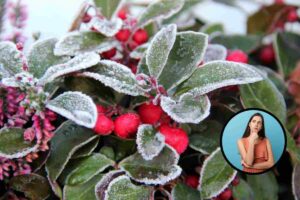 piante invernali che puoi tenere in giardino