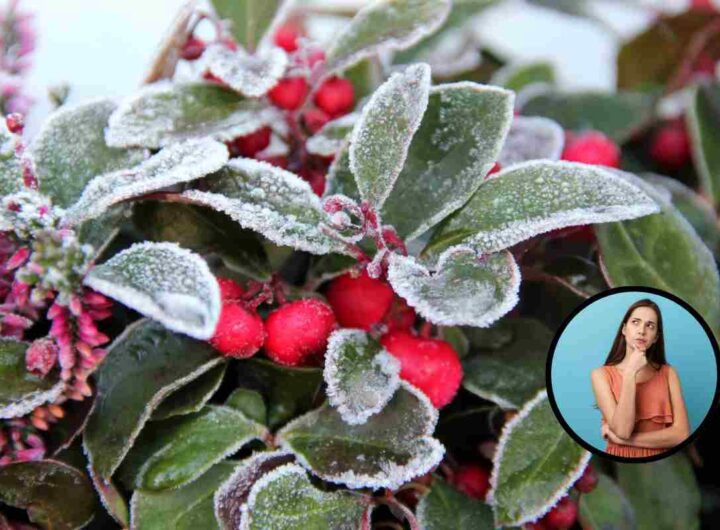 piante invernali che puoi tenere in giardino