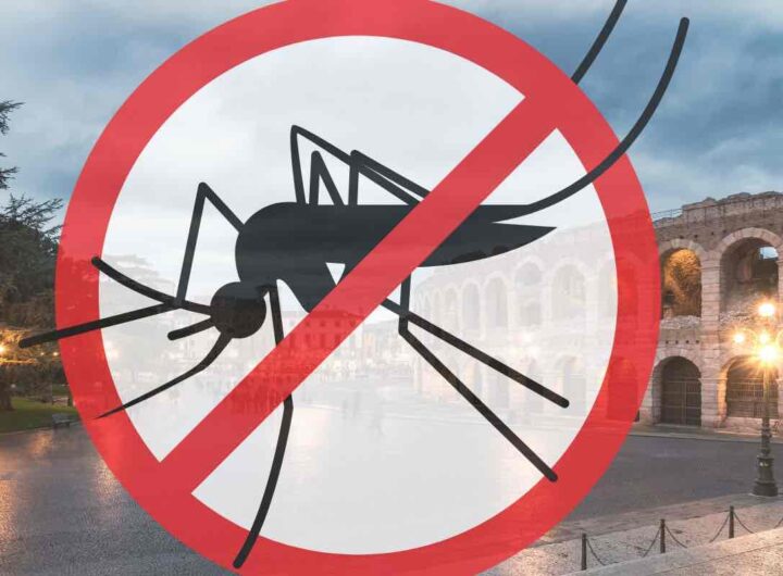 allarme malaria a verona cosa accade